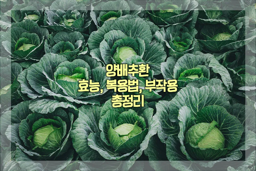 양배추환 효능 복용법 부작용