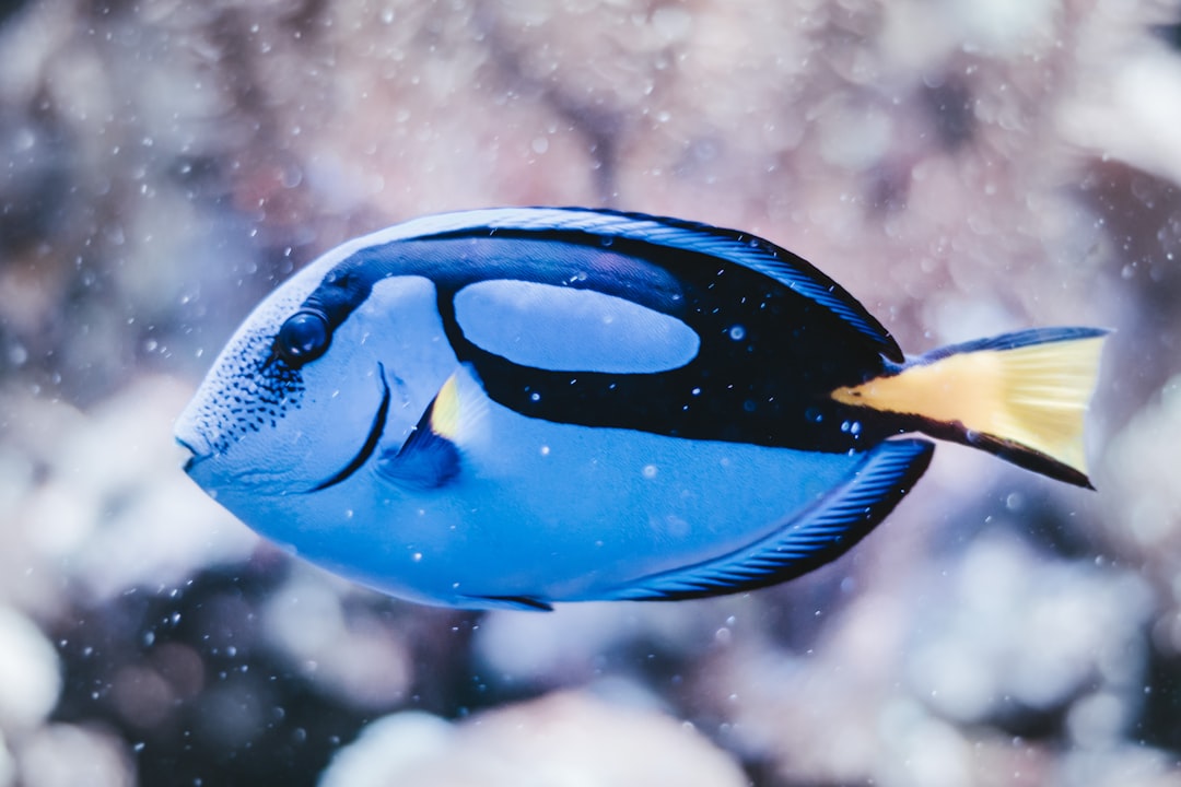 Battered fish