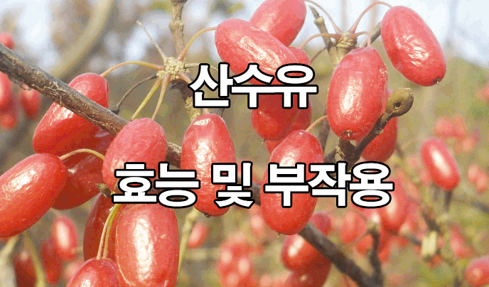  산수유 효능 및 부작용 : 산수유차