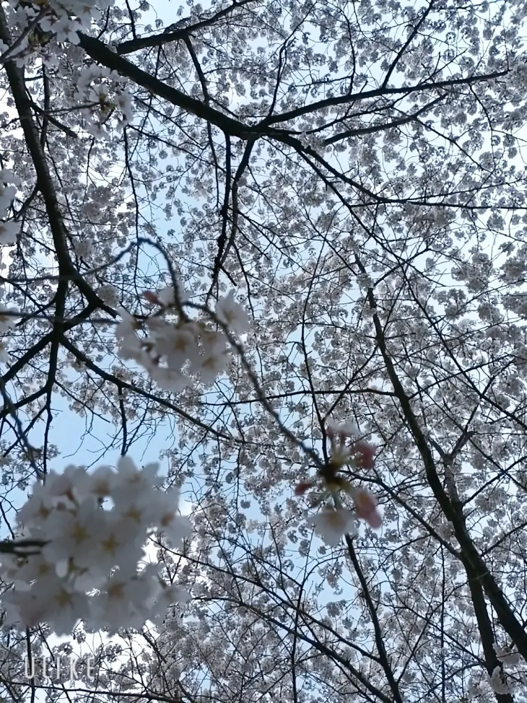 숨은 벚꽃 명소인 줄 알았던 의정부 중랑천 벚꽃길 가는 법 