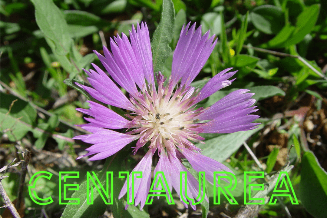 Centaurea