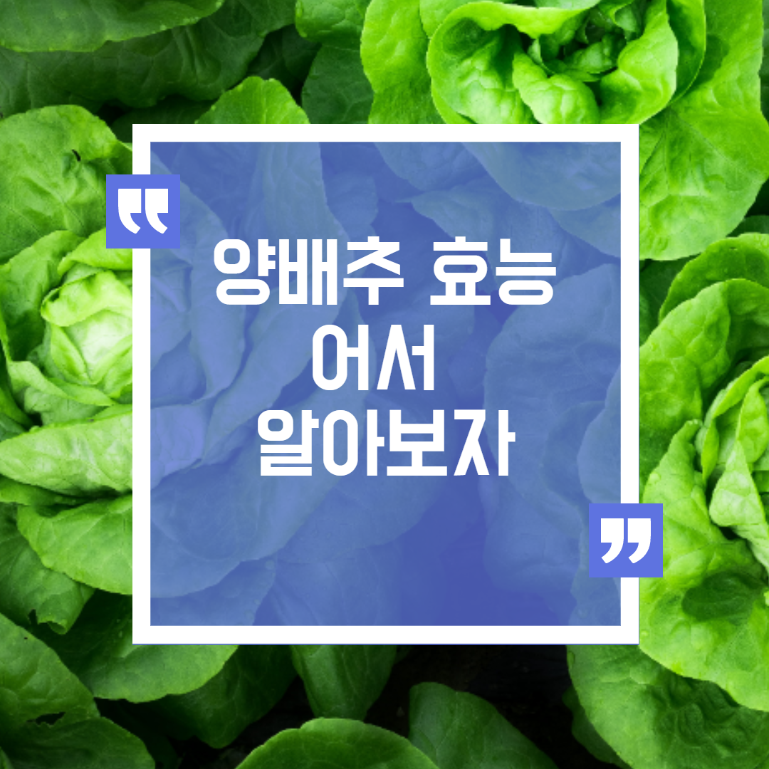  양배추 효능 소개 건강관리 정보