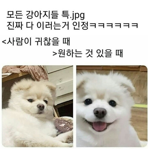  댕댕이들 특징