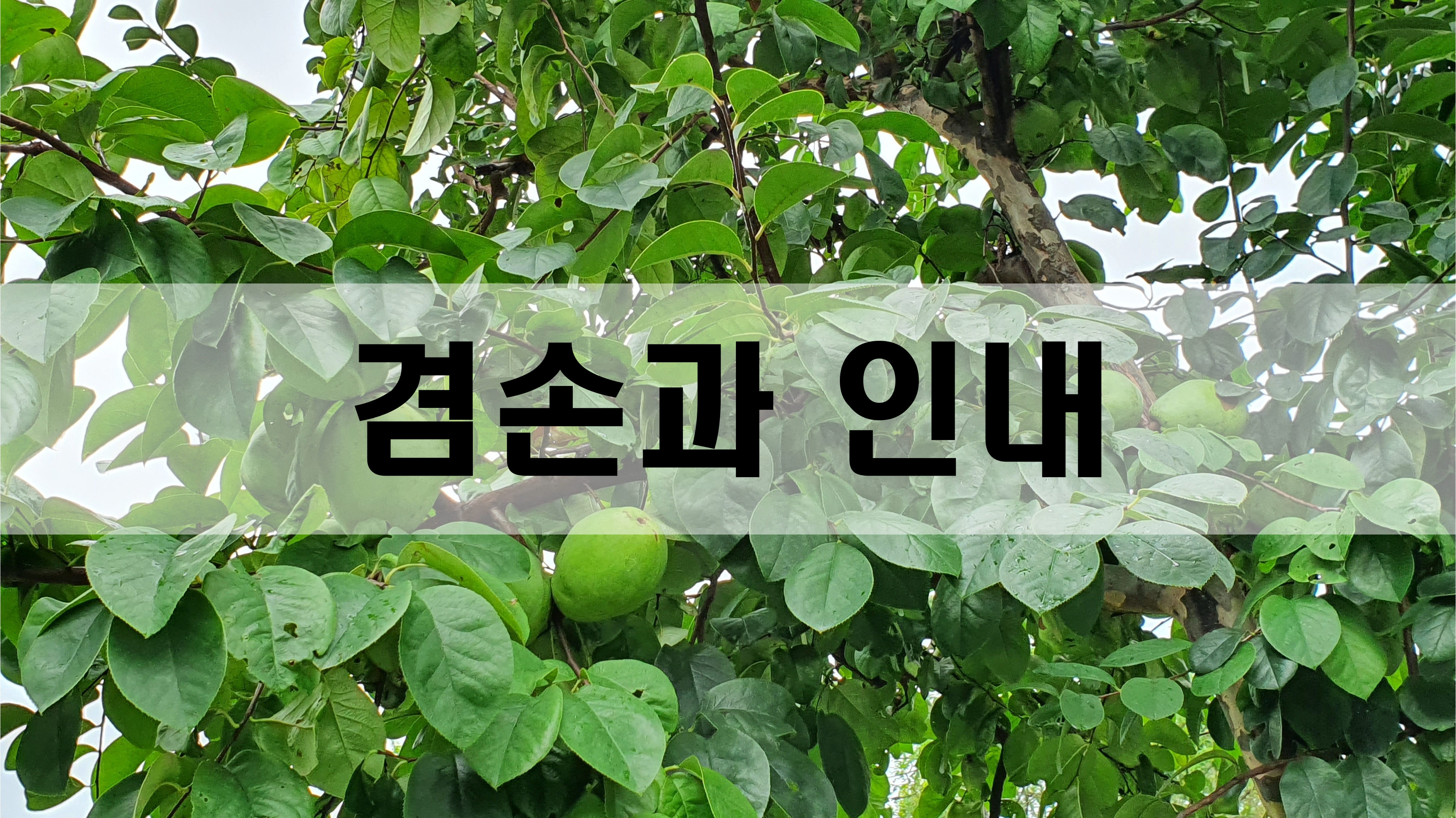  겸손과 인내 [성장 명언]