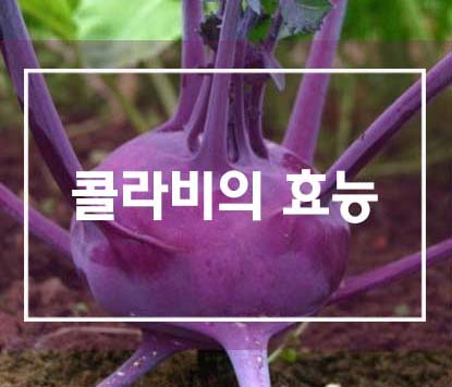  다이어트와 변비개선에 좋은 '콜라비의 효능'