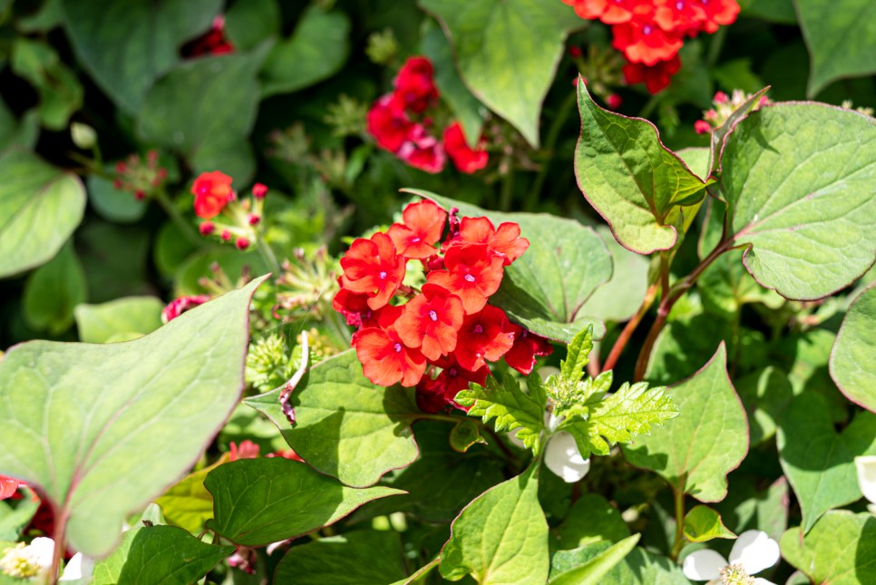 꽃사진 여름의 시골 12