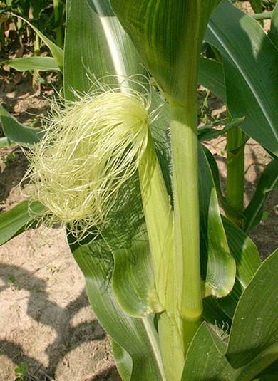 옥수수 수염, corn silk