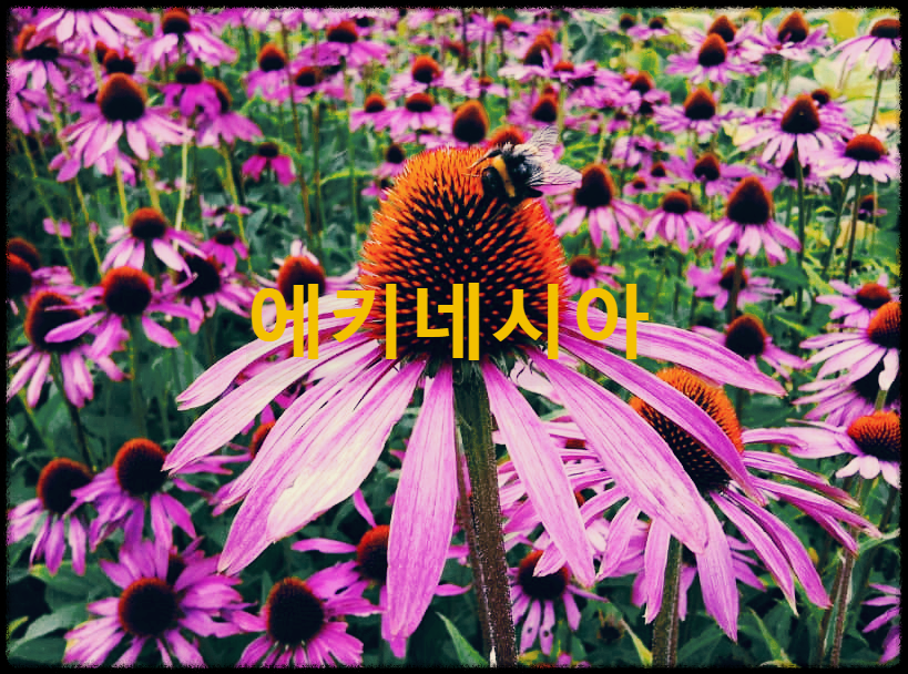  에키네시아 : 다양한 생물학적 활성 물질을 함유한 다년생 들풀