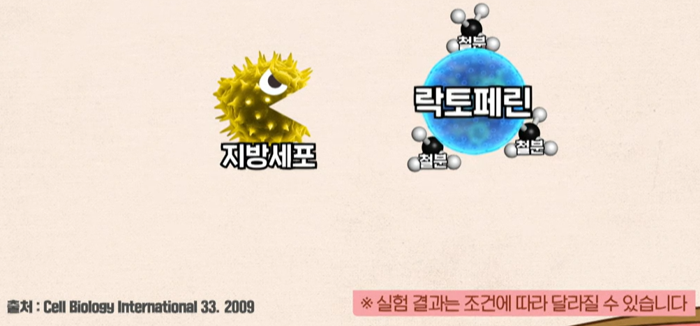 락토페린 효능