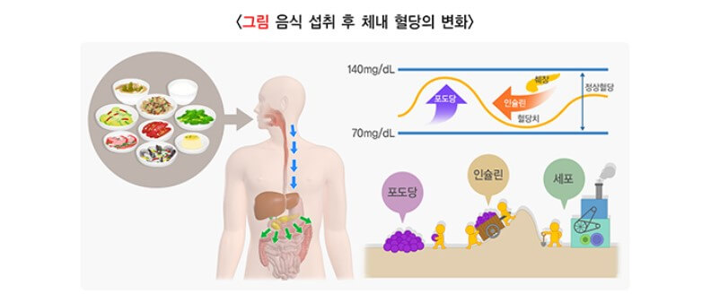 체내 혈당의 변화