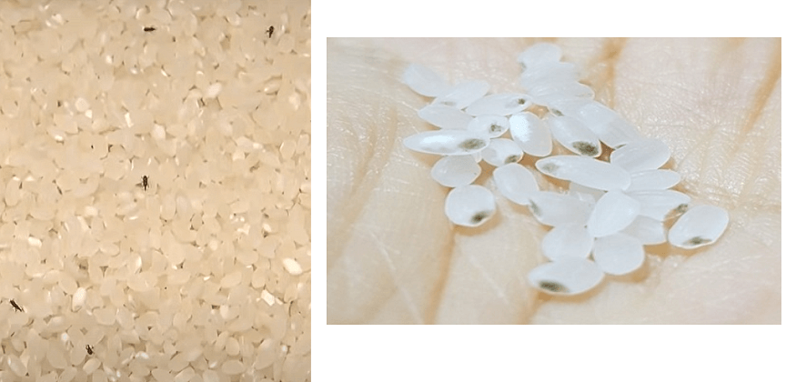 쌀벌레 & 쌀곰팡이 사진