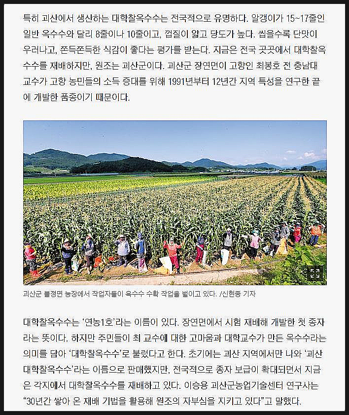 옥수수와 옥수수 가루 추억 // 손자에게 보내는 편지 (제375호) 4