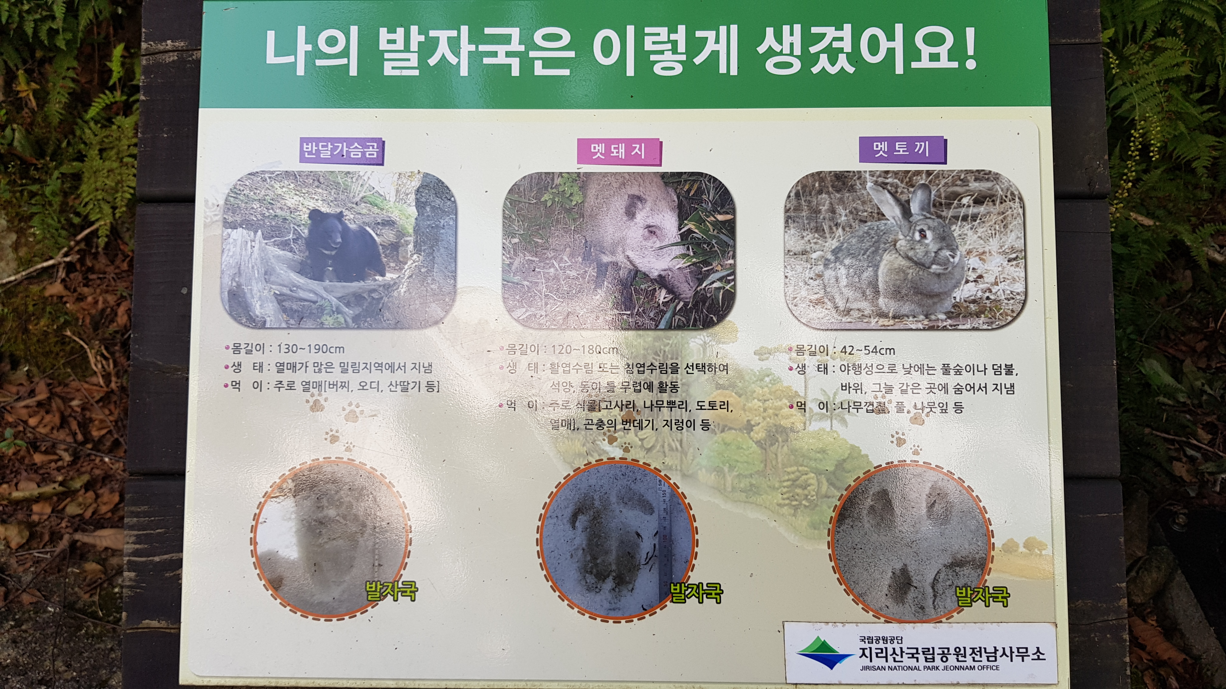 반달가슴곰, 멧돼지, 멧토끼의 발자국