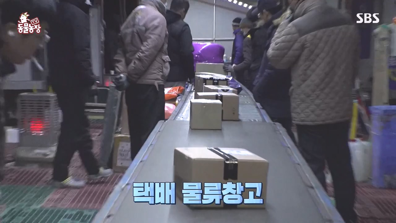 TV 동물농장.E1153.240108p-NEXT.mp4_20240107_173817.389.jpg