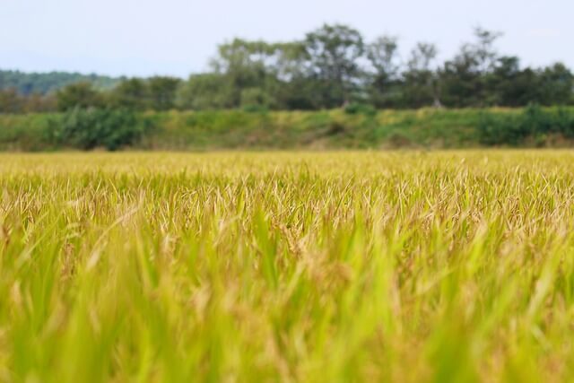 벼 쌀 보리 콩 팥 기타 곡식에 관한 37가지 꿈 해몽 꿈 풀이