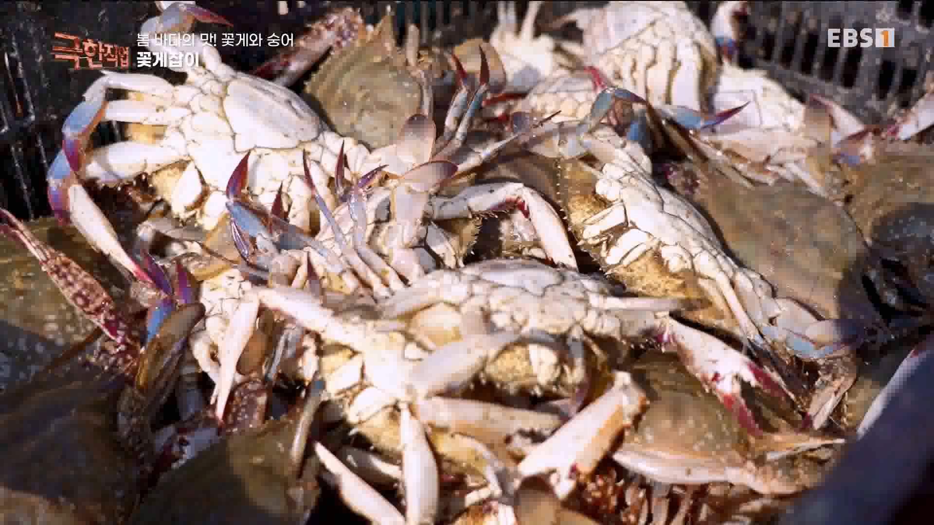 극한 직업 꽃게와 숭어 1080p.mp4_20230530_194641.818.jpg