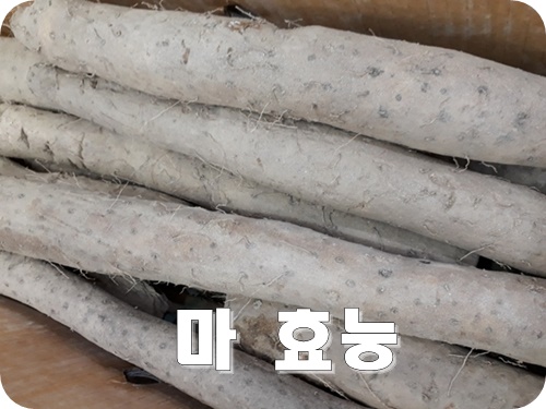  마 효능
