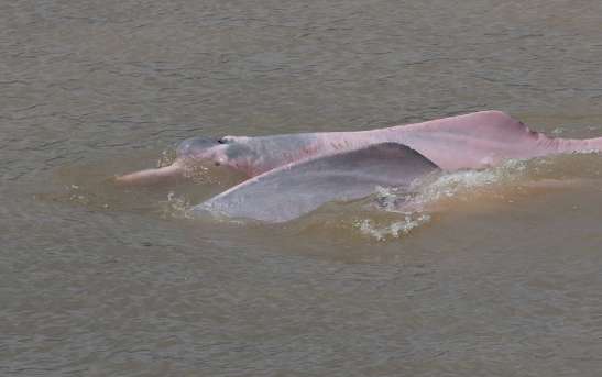 핑크돌고래의 특징과 서식지1
