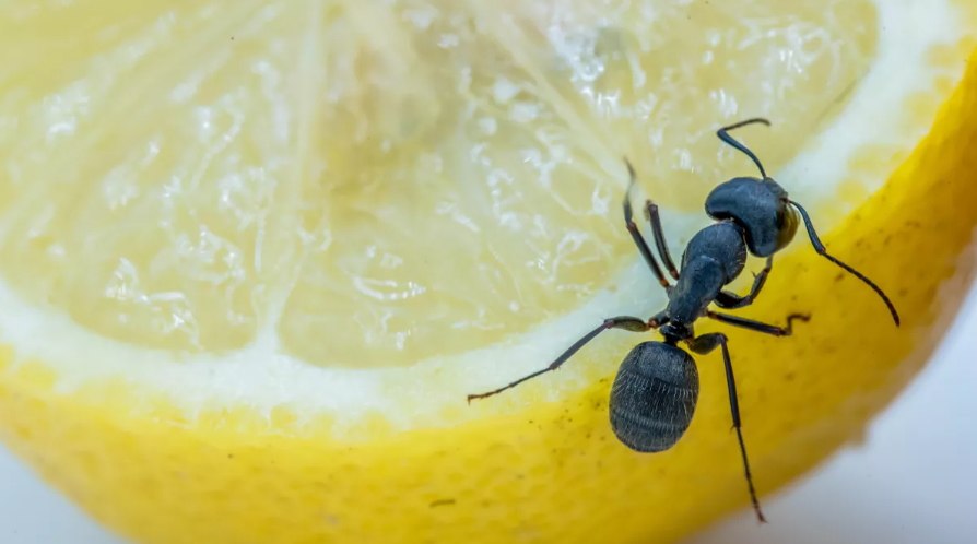 개미와 레몬(이미지 출처: 셔터스톡)