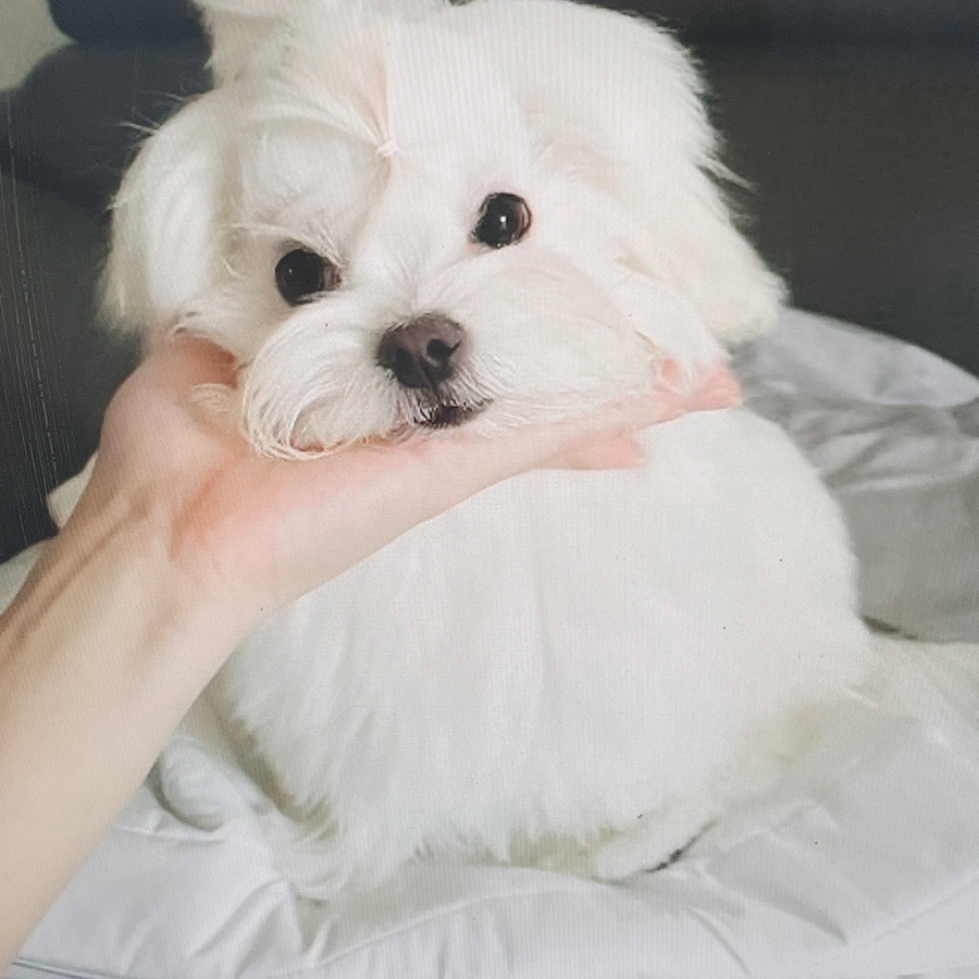 말티즈 키울 때 꼭 읽어보세요 소형견 종류 미니 8