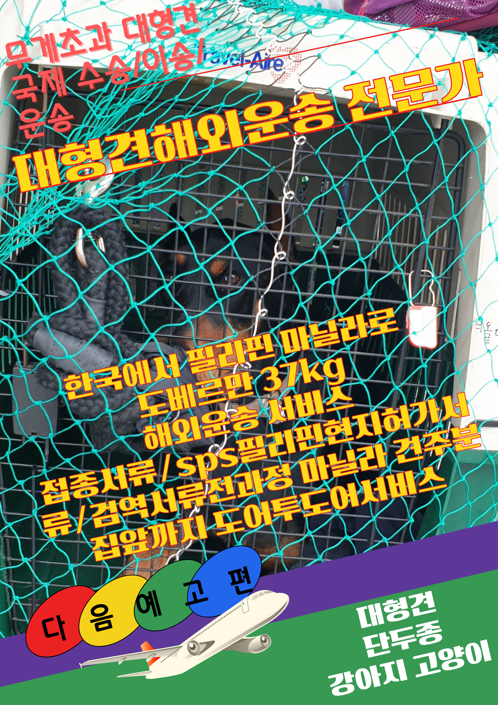  강아지출국 고양이출국 반려동물운송서비스 강아지운송 고양이운송 반려견운송 반려묘운송 애견운송 애묘운송 반려동물운송 강아지운송서비스 고양이운송서비스 대형견운송서비스 강아지..