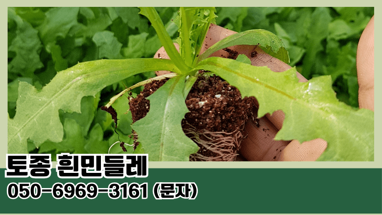 토종흰민들레식품 이미지