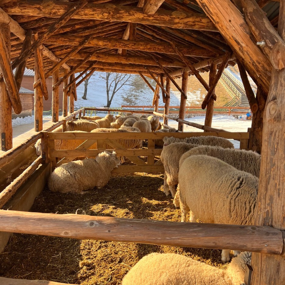  강릉 대관령양떼목장