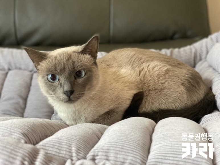 샴 고양이 '모아'의 일생에 가족을 찾습니다 [입양 완료] 추운 겨울 화단에 버려졌다 15