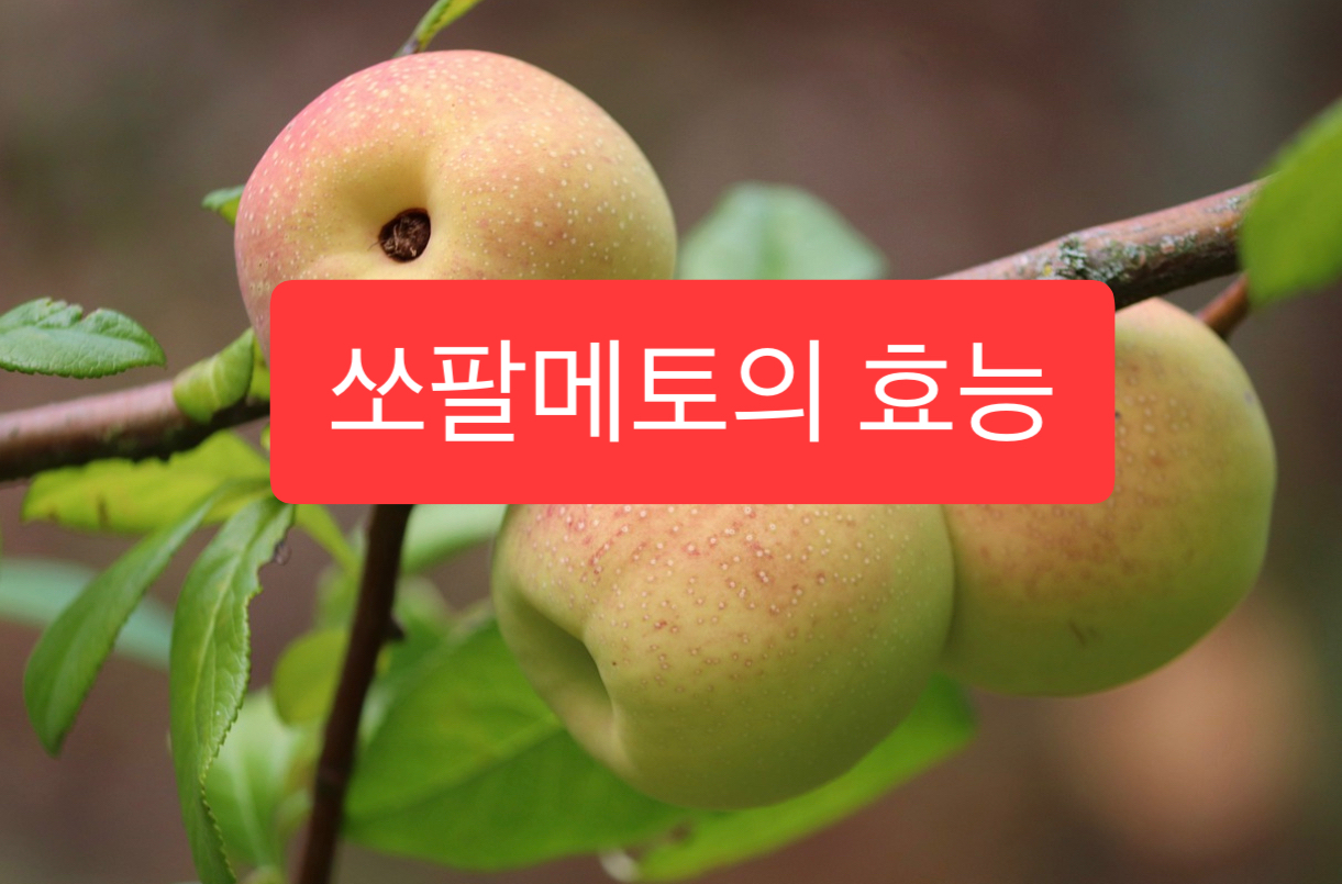  쏘팔메토의 효능 총정리