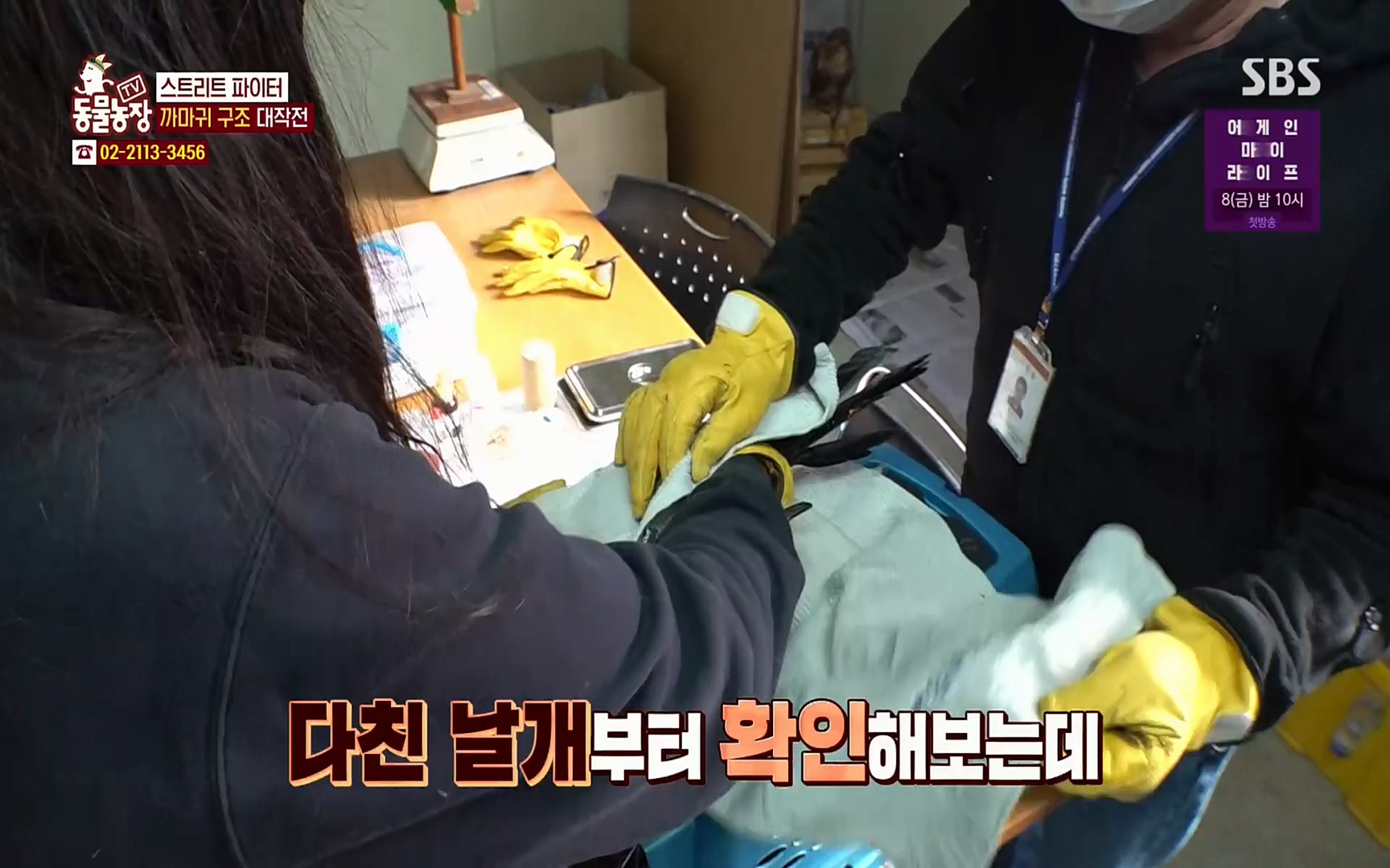 TV 동물농장.E1062.220327p.H264-F1RST.mp4_20220327_174445.062.jpg