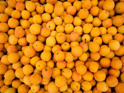 살구 효능 10가지 28