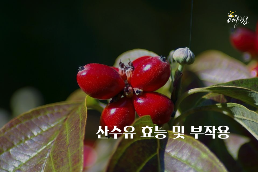  [매일아침좋은글] 산수유 효능 및 부작용- 산수유 복용 후 소변