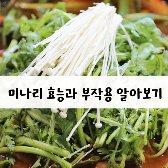 미나리의 효능과 부작용.