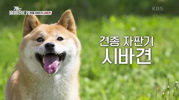 시바견 분양 가격 성격 몸무게 장단점 털빠짐_3