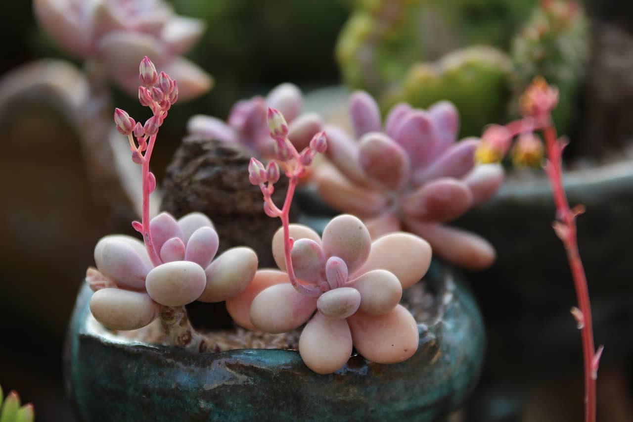 작은 화분 식물 – 미니 사이즈로 키우기 좋은 실내 식물 - Indoor Plant Selection Tips for Beginners
