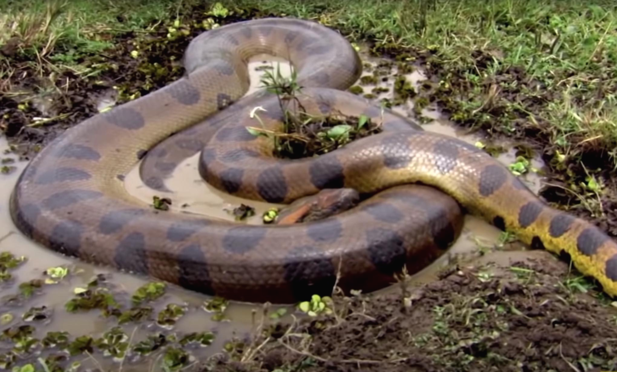 아마존강의 녹색 아나콘다, 세상에서 가장 큰 질식사 시키는 독 없는 뱀