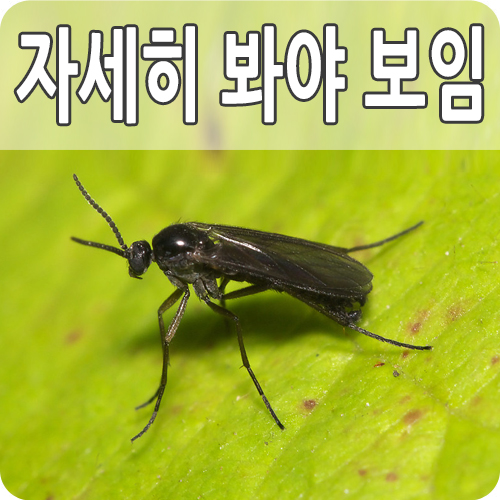  작은 뿌리파리 제거방법 5가지 발생 원인 증상과 약