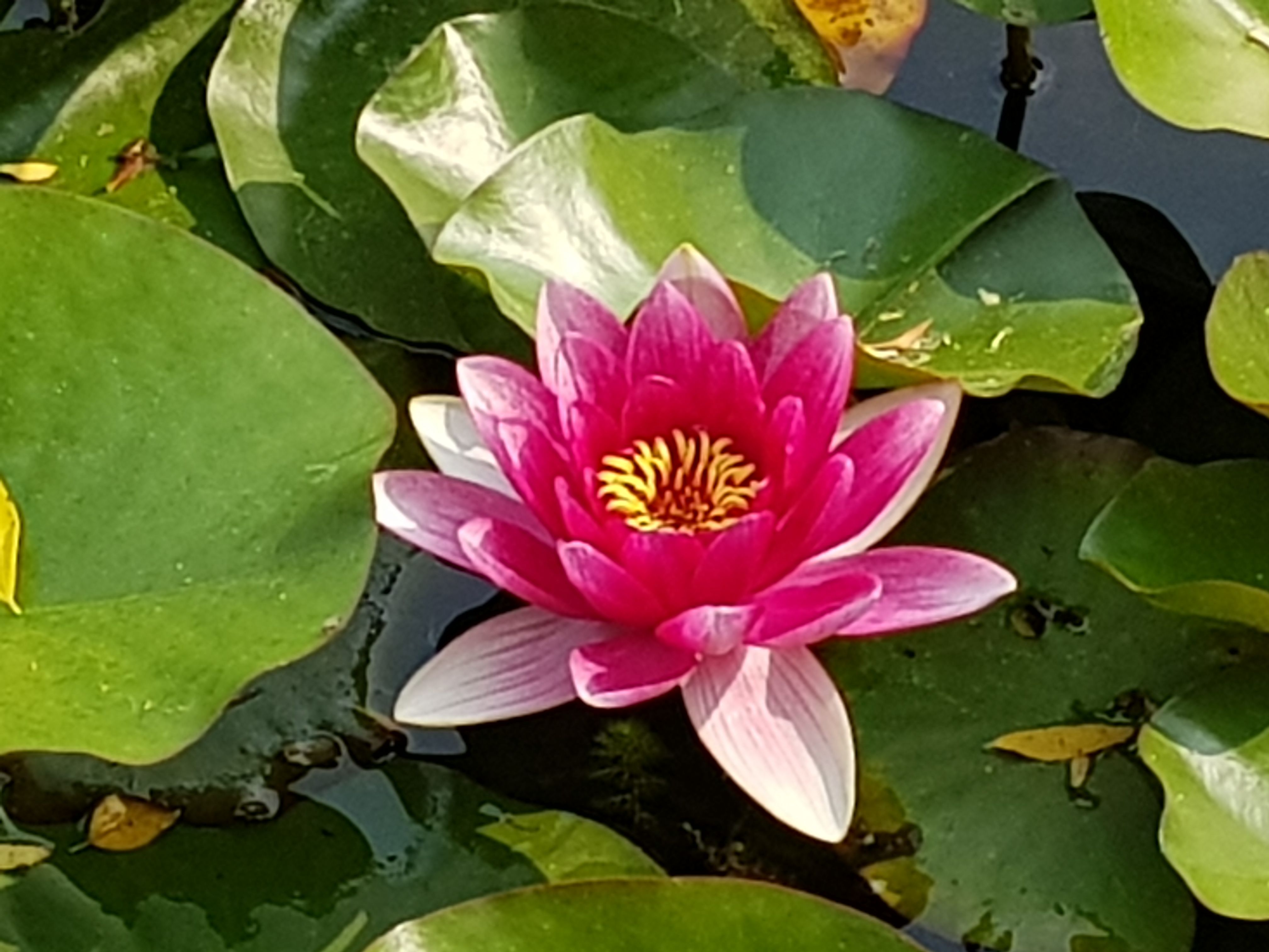 일산 호수공원 풍경31