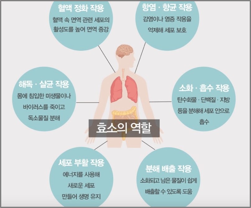 효소 최종 가이드 : 내 몸에 꼭 필요한 효소는 무엇이며 왜 중요한가?