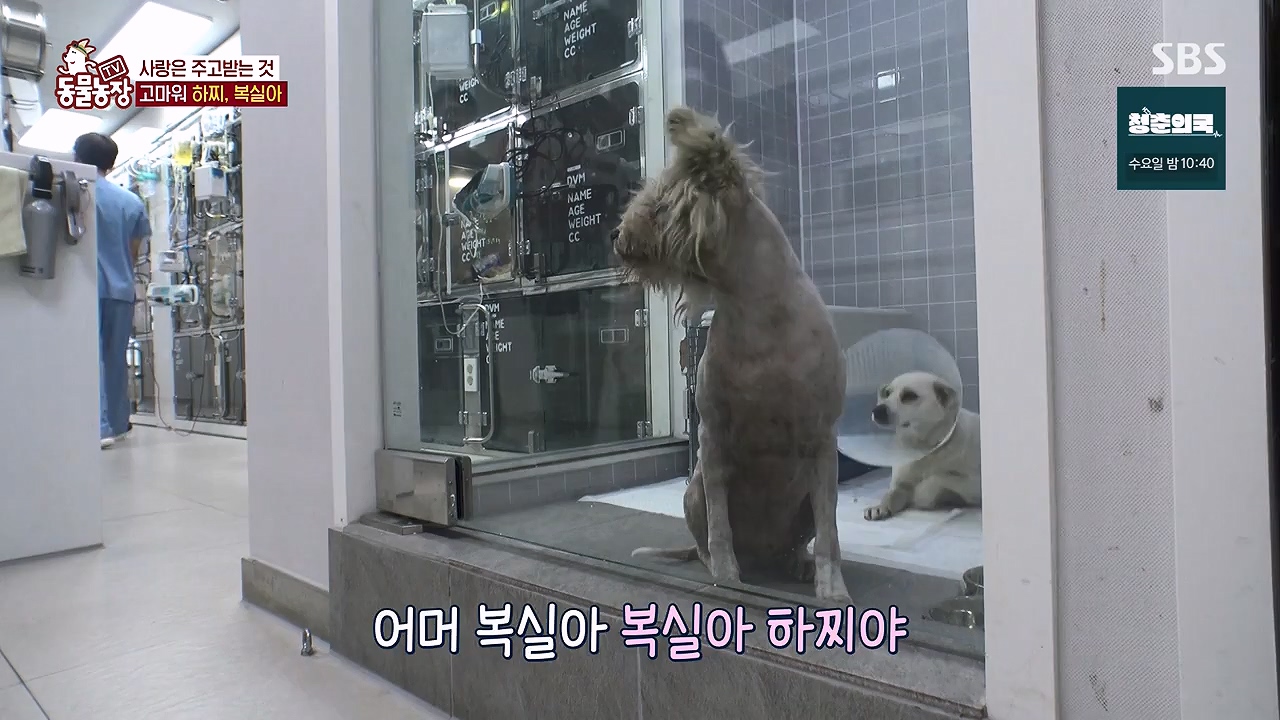 TV 동물농장.E1138.230918p-NEXT.mp4_20230917_174232.616.jpg