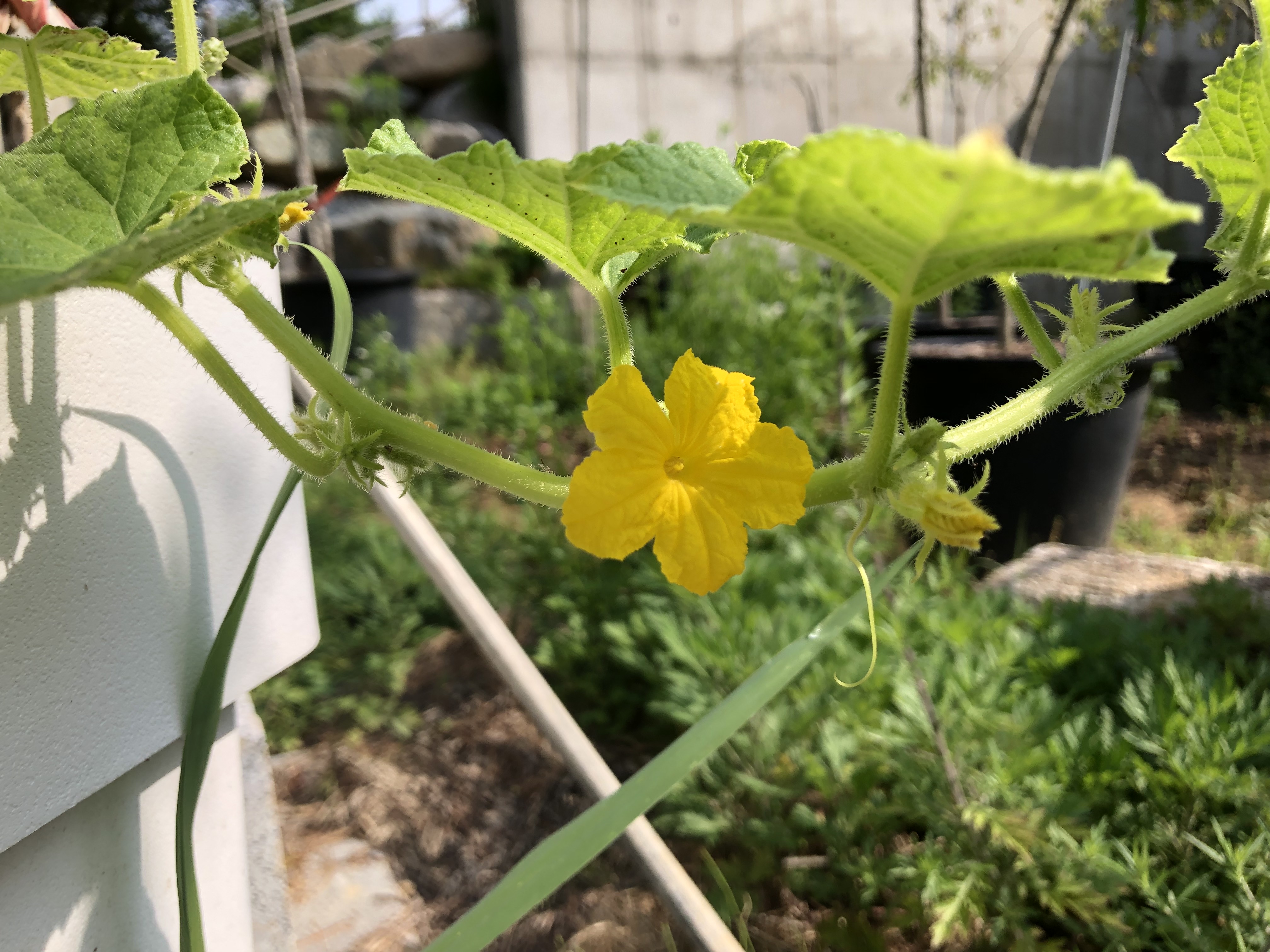  풍요로운 초연당 /다래나무 꽃/오이꽃/풋고추/낮달맞이꽃