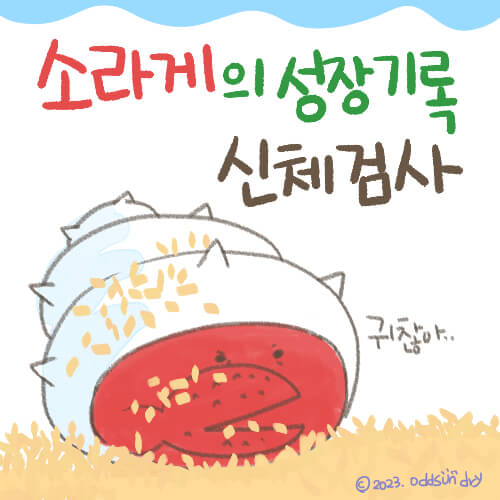  [소라게] 소라게의 성장 기록, 신체 검사.