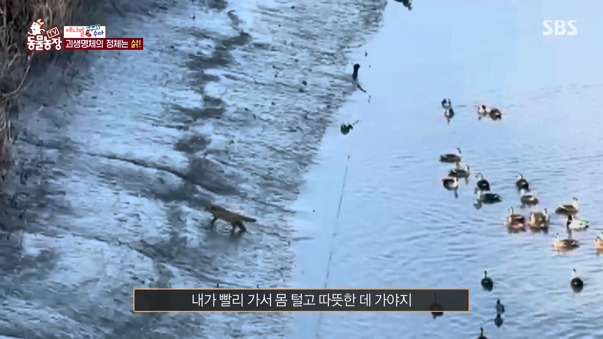 TV 동물농장.E1164.240324p-NEXT.mp4_20240324_170517.200.jpg