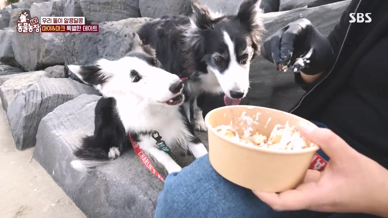 TV 동물농장.E1145.231113p-NEXT.mp4_20231112_173437.652.jpg