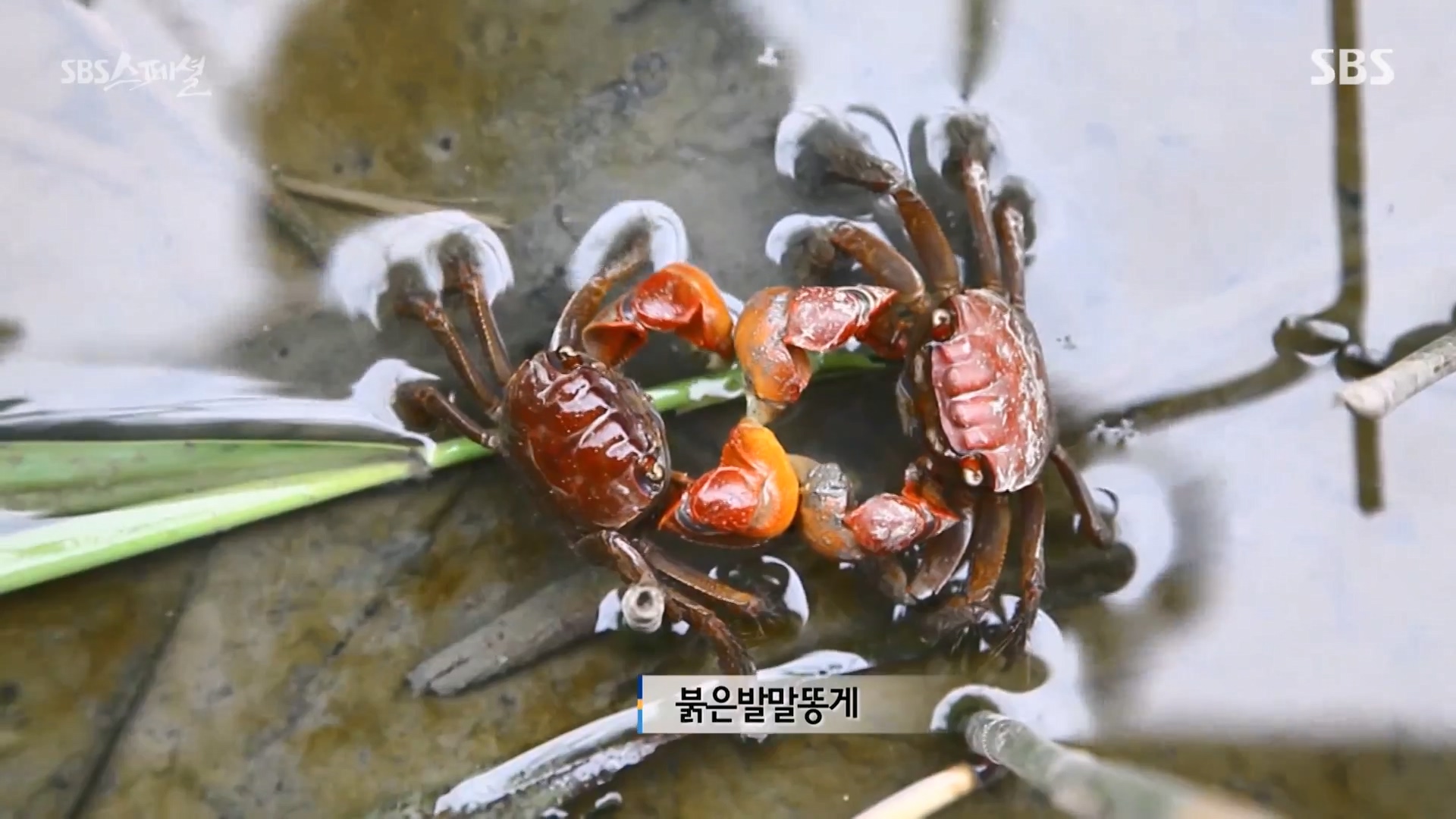 일요특선 다큐멘터리.E344.240310p-NEXT.mp4_20240310_154126.900.jpg
