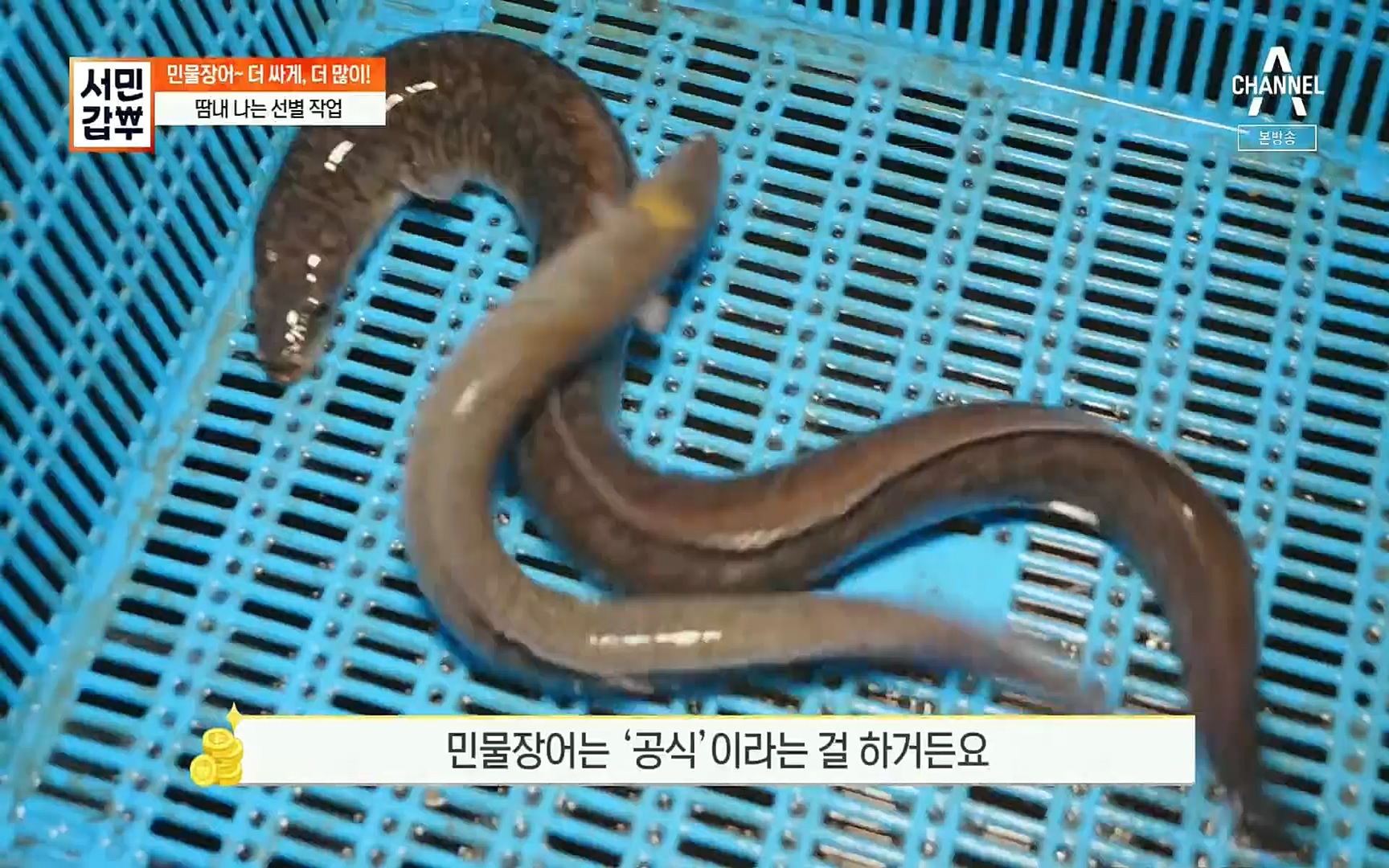 서민갑부.E396.220813p.H264-F1RST.mp4_20220814_172714.866.jpg