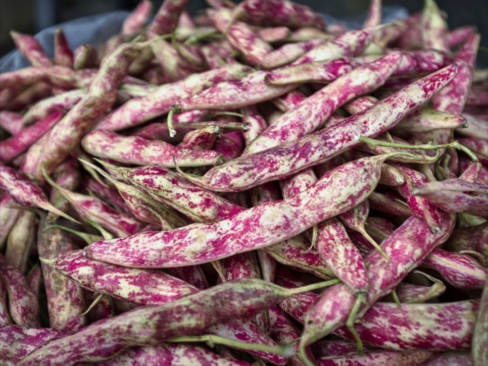 강낭콩키우기 싹틔우기 떡잎 본잎 9