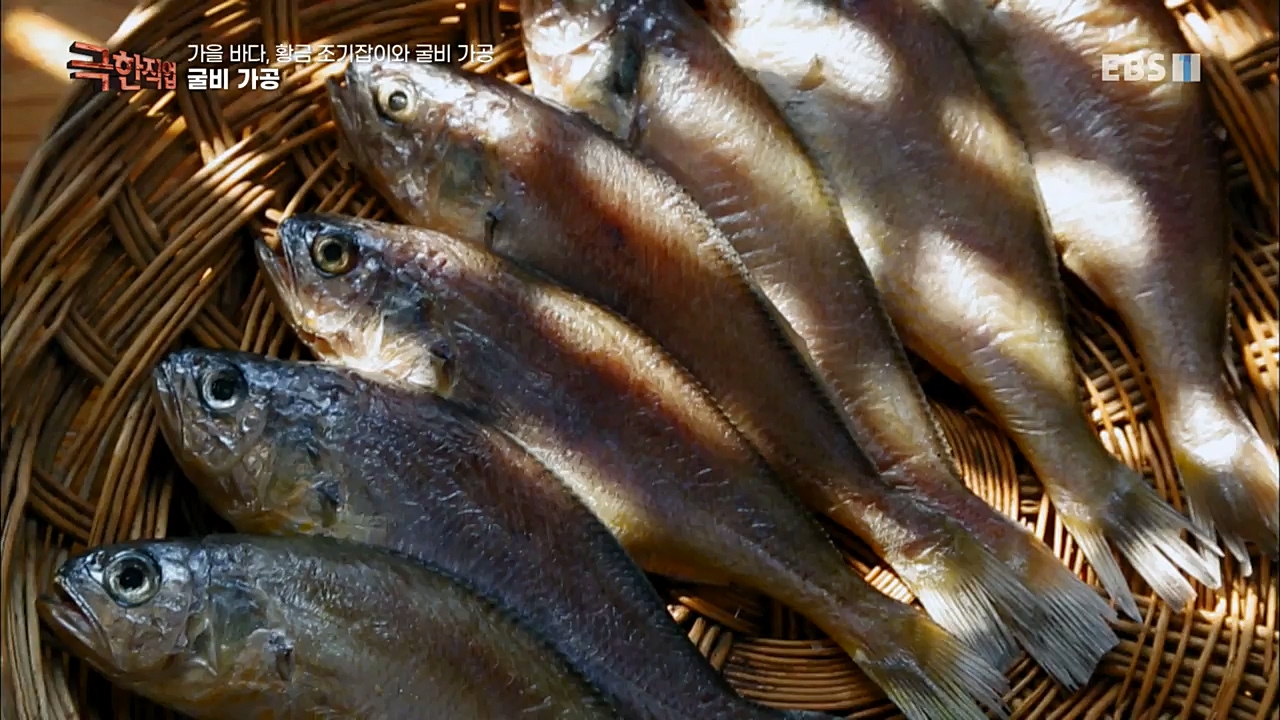 TV - 교육의 중심 EBS가을 바다 황금 조기잡이와 굴비 가공.mp4_20221122_195444.916.jpg