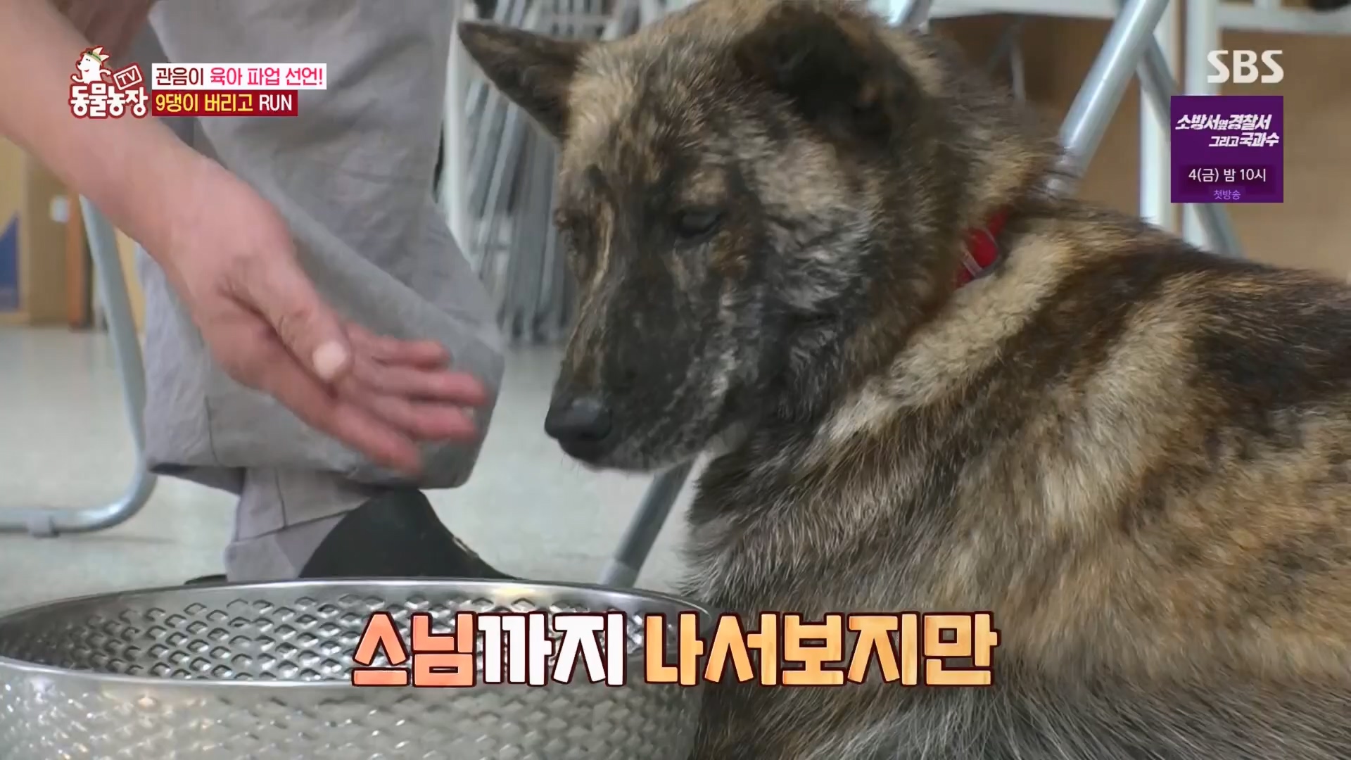 TV 동물농장.E1130.230723p.H264-F1RST.mp4_20230723_171156.628.jpg