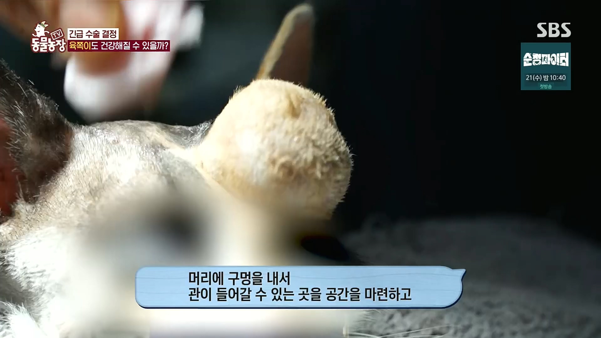 TV 동물농장.E1100.221218p.H264-F1RST.mp4_20221218_183454.255.jpg